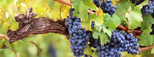 Shop Red Wines at William Murdoch Wines